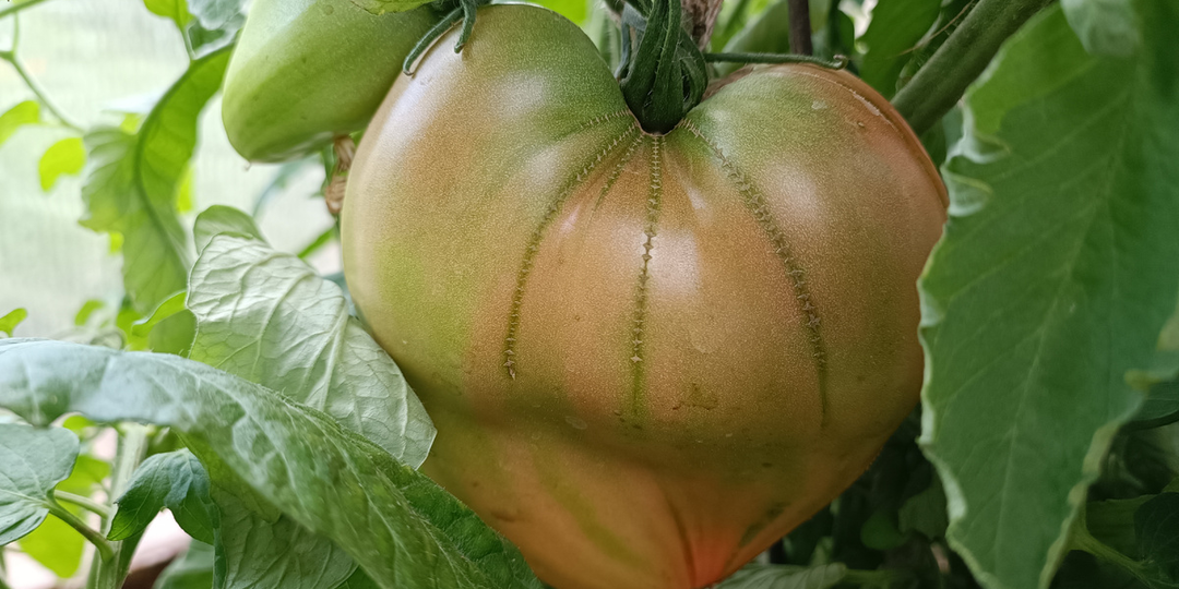 🌧️ Фитофтора в теплице: как спасти томаты в дождливом июле