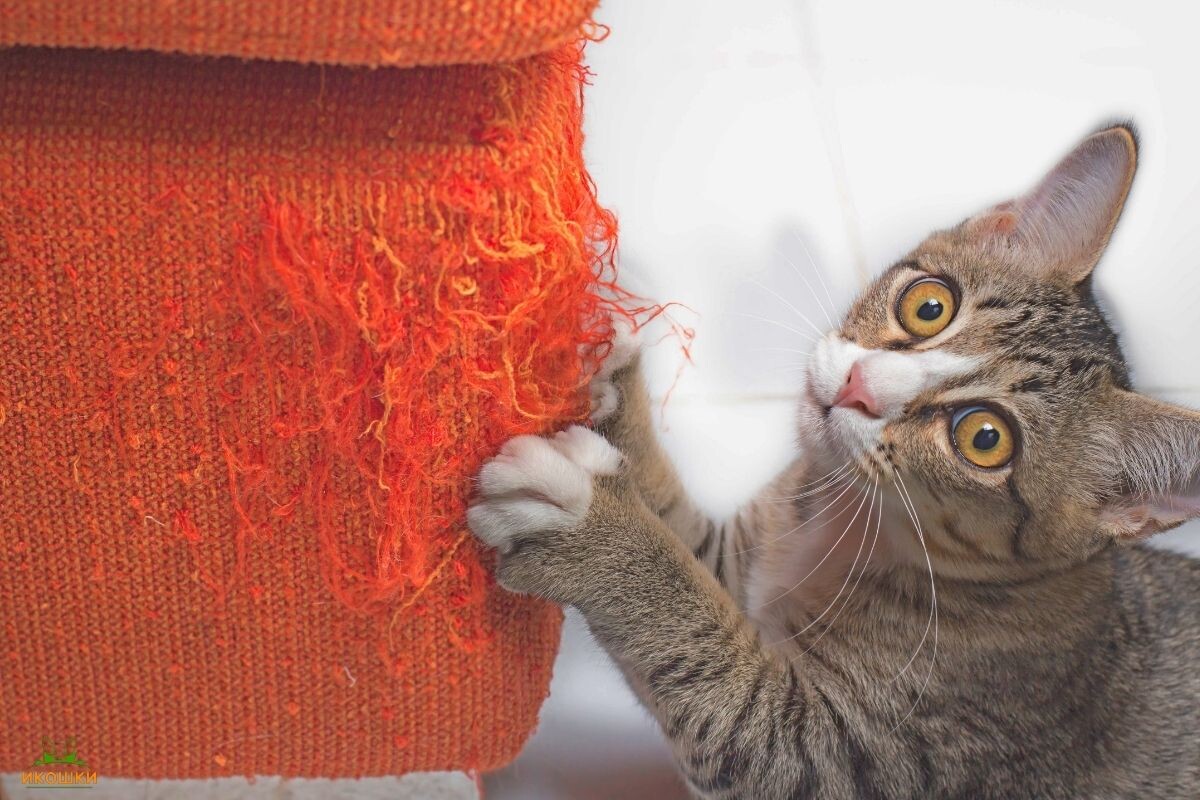 Котёнок царапает диван 