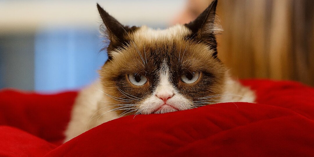 5 привычек кошек, которые нельзя запрещать: этим вы ломаете её психику