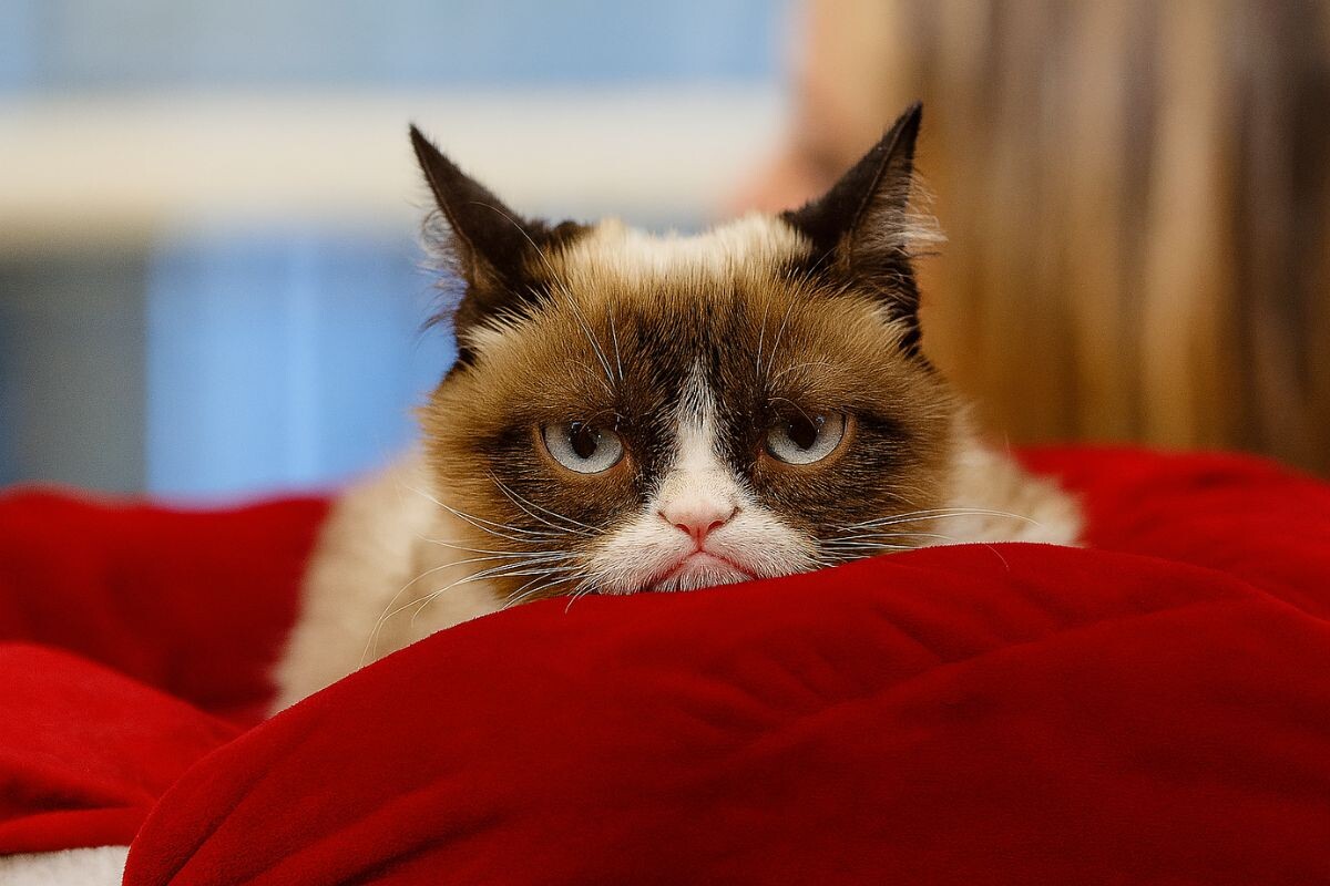 Нахмуренный котик 