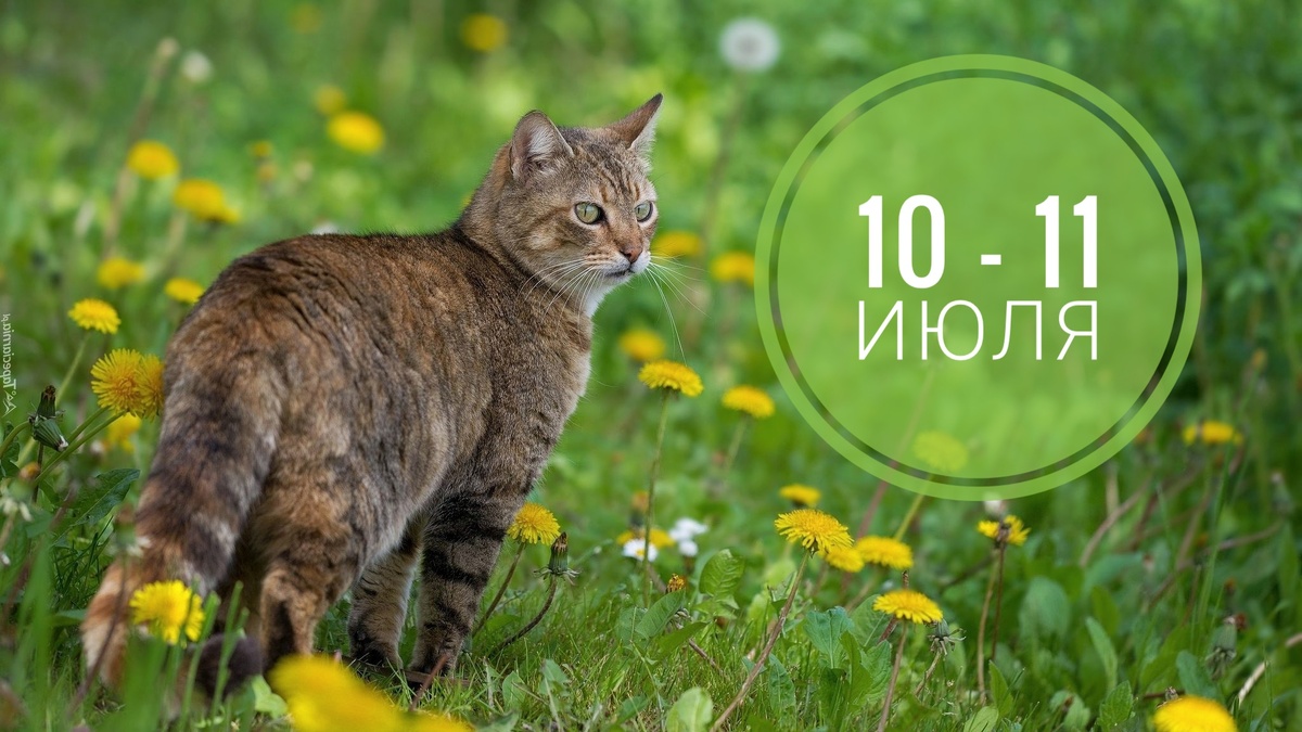Нумерологический прогноз на 10-11 июля 2025: как всегда котики в тренде