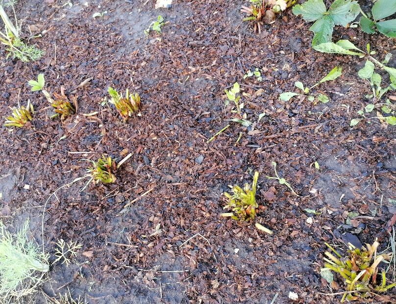 Обрезанная клубника