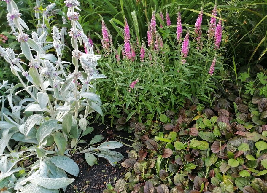 Чистец, вероника и живучка