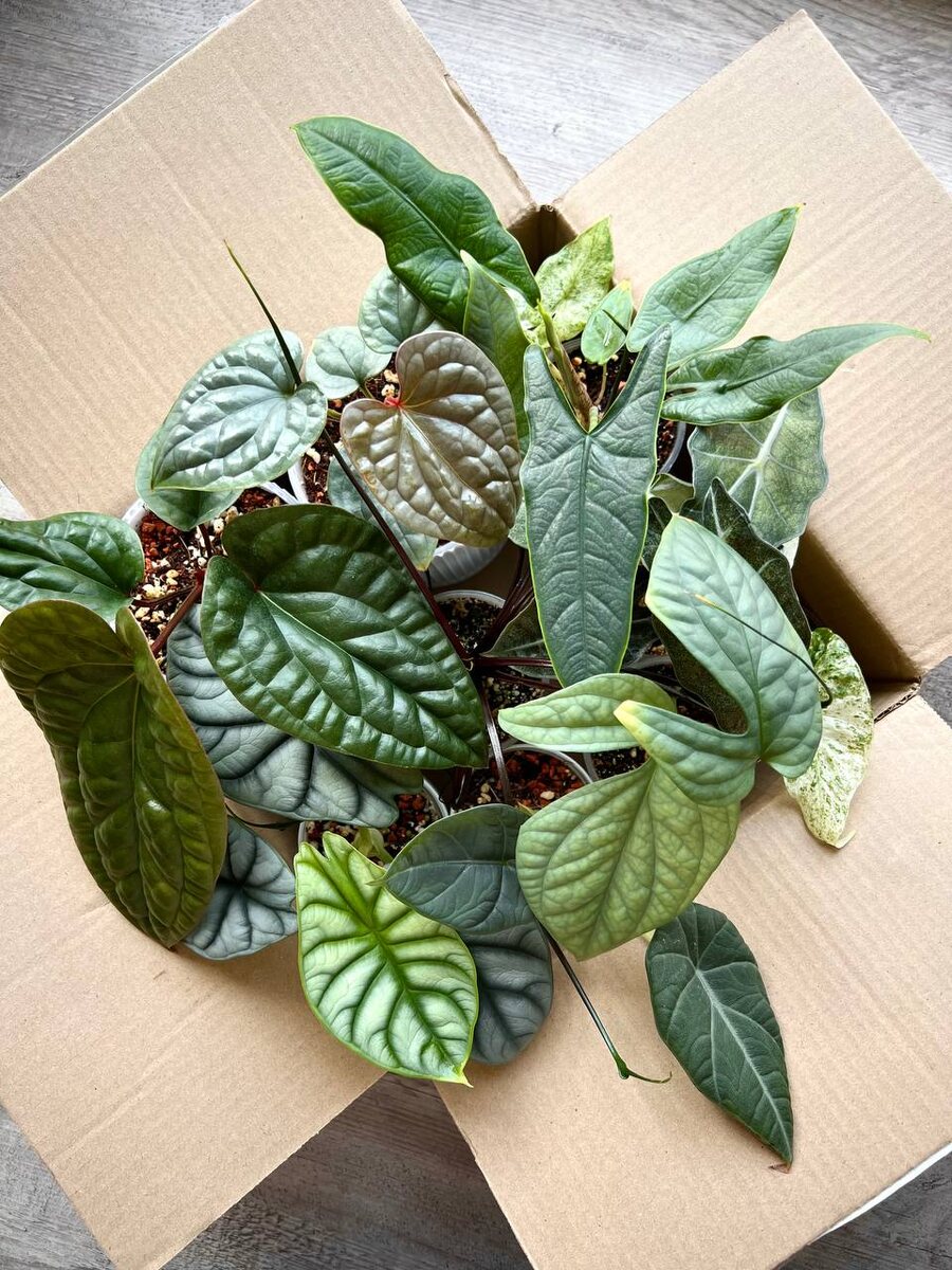 Растения из личной коллекции