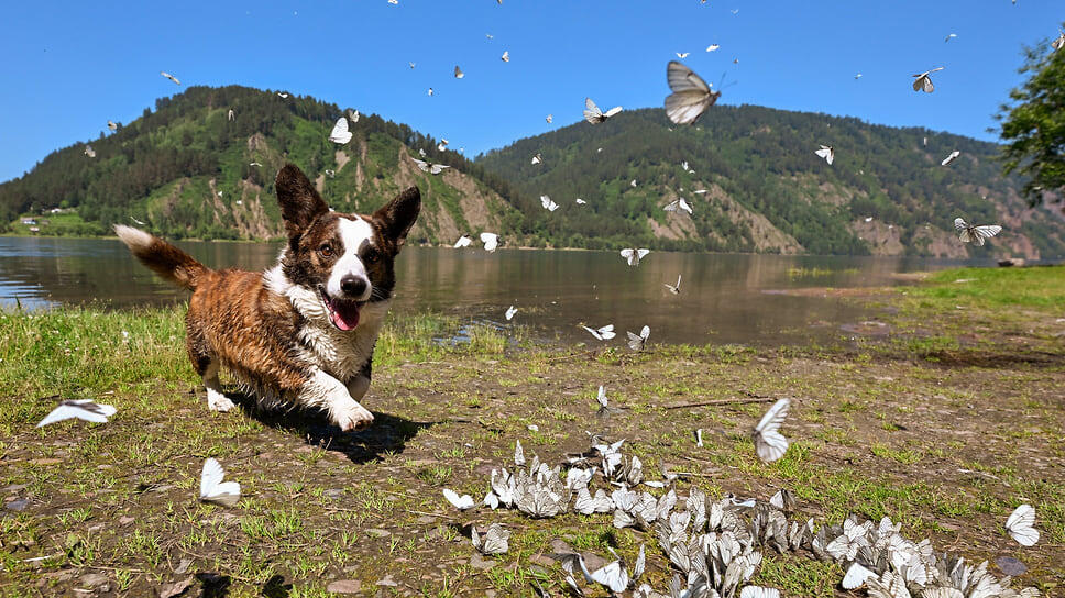 Фото: Александр Паниотов / Коммерсантъ