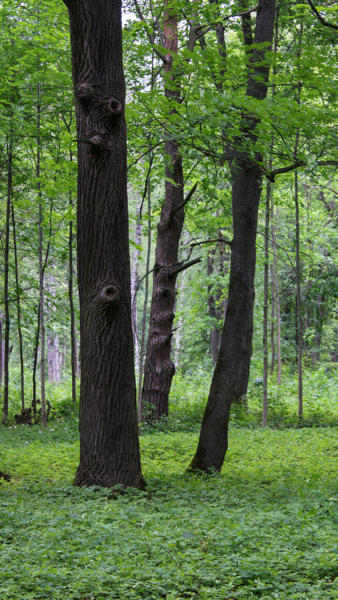 Усадьба Храповицкого в Муромцево