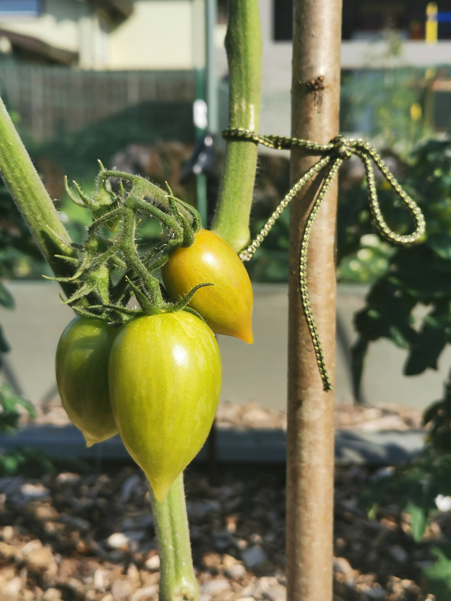 Конфеты Сладкие сосульки