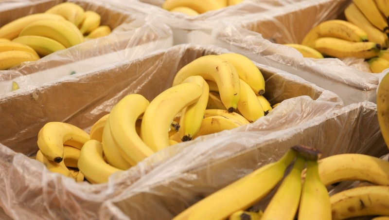    В новом тепличном комплексе Невинномысска будут выращивать бананы сорта «Анамур» Фото: Дмитрий Ахмадуллин / / ИА «Победа26»