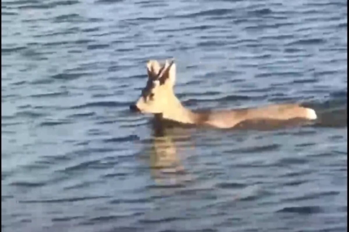    Почти семь тысяч косуль разрешили отстрелить в Новосибирской области