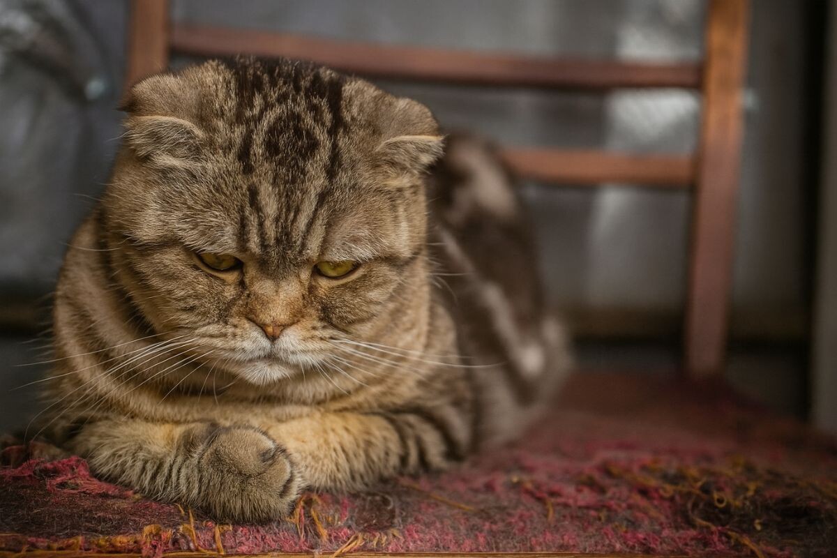 Котик обиделся 