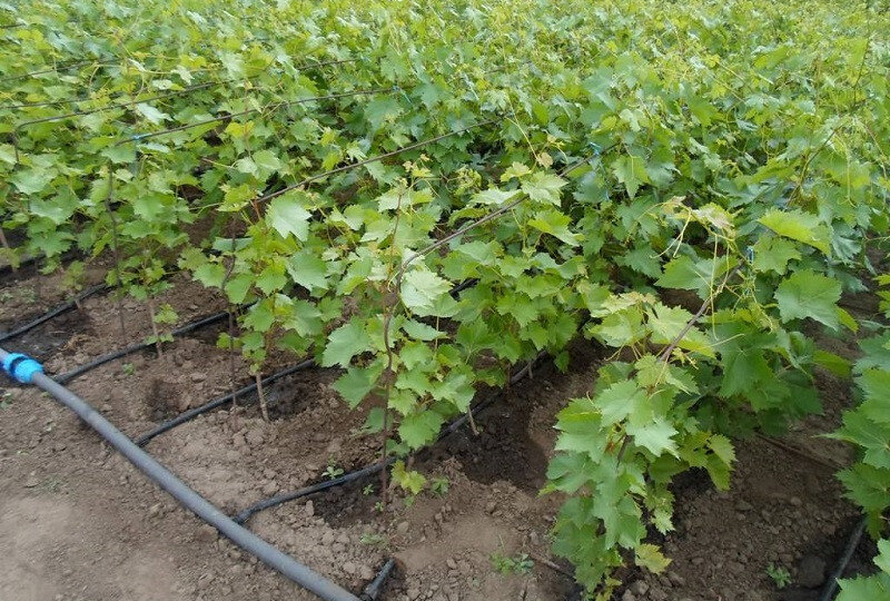 Как правильно удобрять виноград сульфатом магния: полное руководство