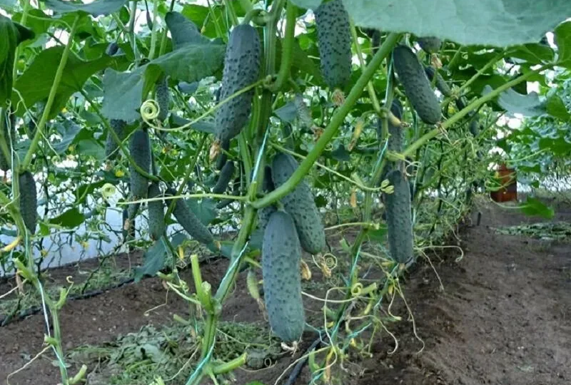 Янтарная кислота как удобрение для огурцов: полезные свойства и результат