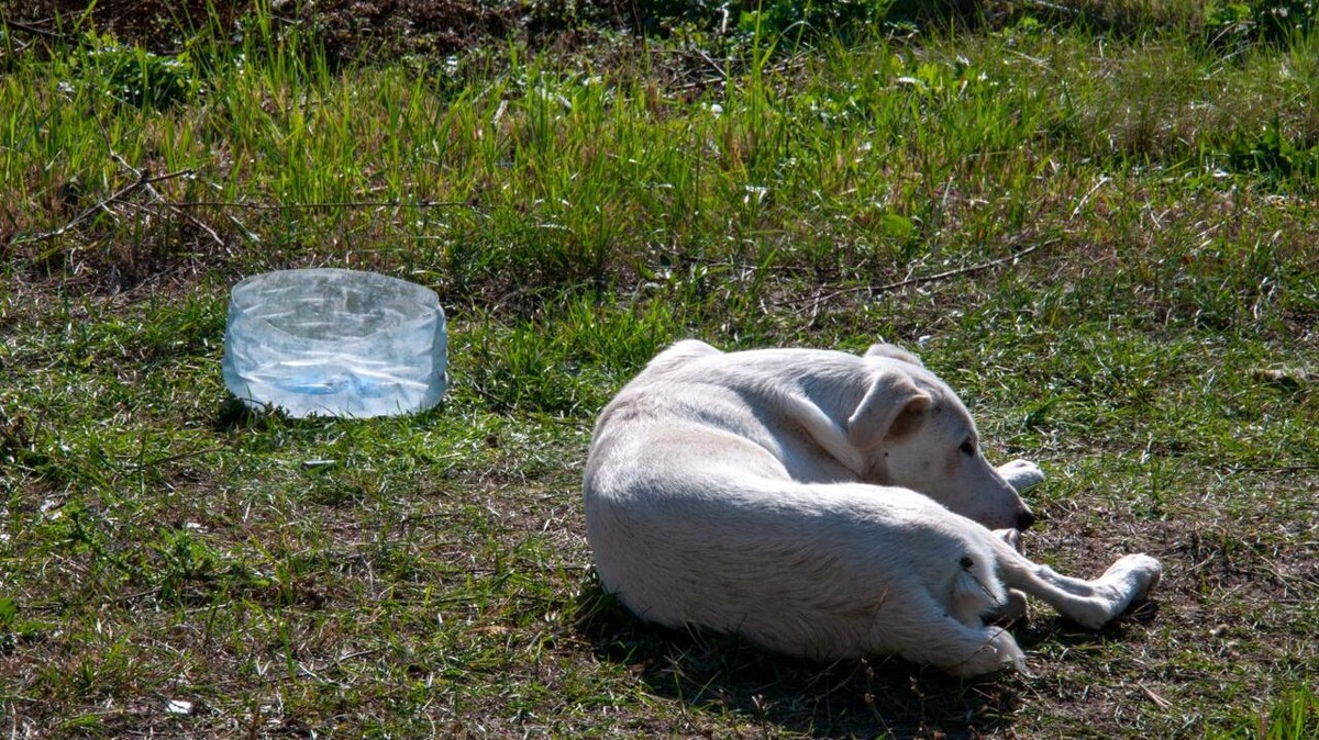    Закон об усыплении собак разработали с учётом рекомендаций местной прокуратуры. Фото: Svetlana Vozmilova / www.globallookpress.com
