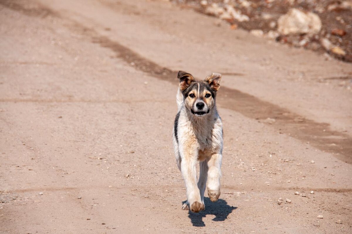    Закон об усыплении собак в Забайкальском крае вступит в силу 1 октября. Фото: Svetlana Vozmilova / www.globallookpress.com