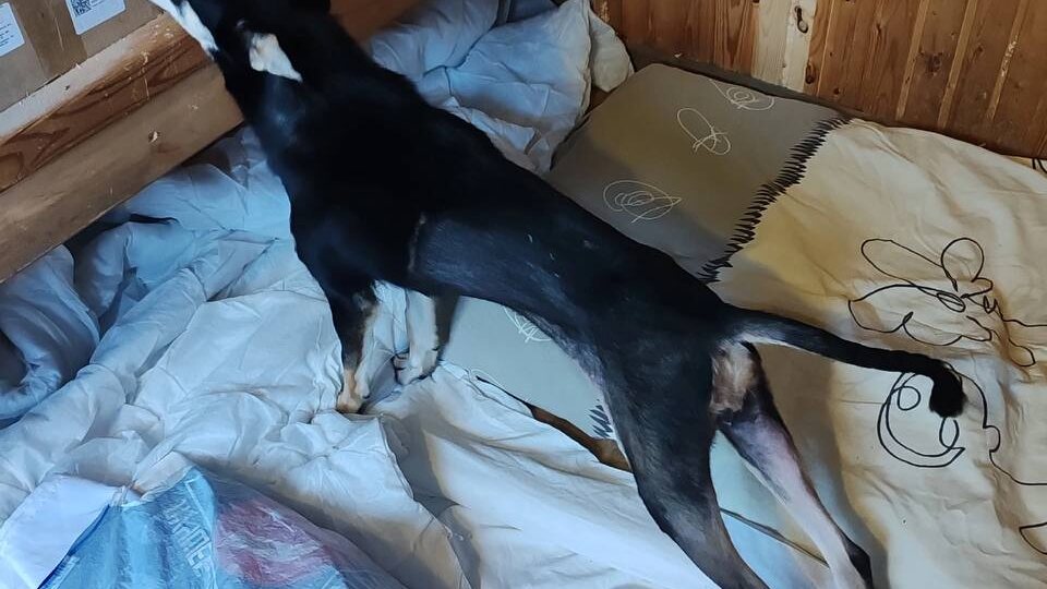 СРОЧНО! Помогите защитить приют и найти Жужу