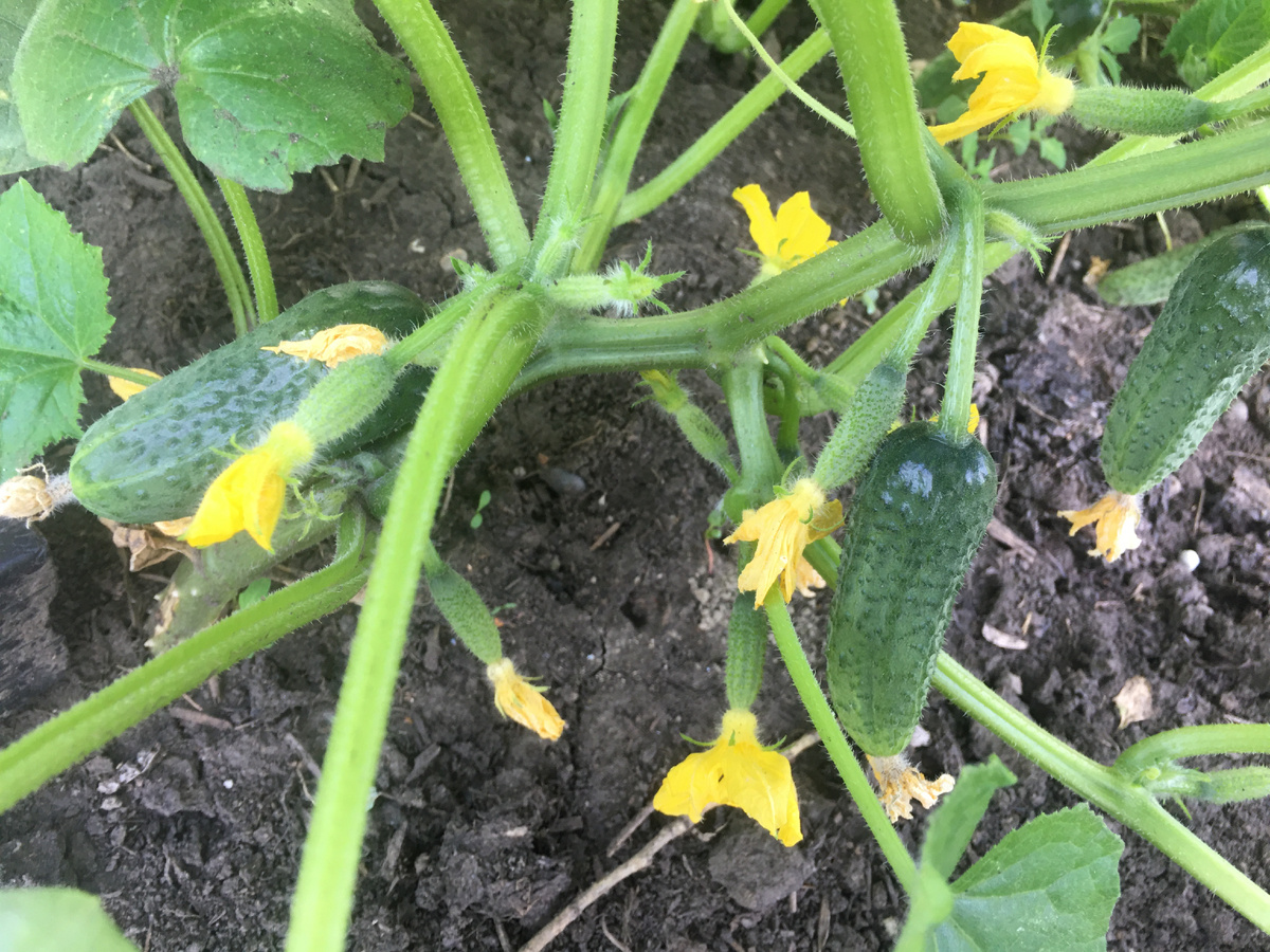 Из каждой пазухи корнишончики торчат. Где же кусту выкормить всю эту ораву без подкормки?