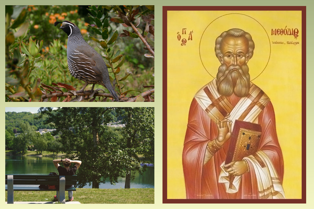 Свщмч. Мефодий Патарский/azbuка.ru, Перепелка, лето/pixabay.com 