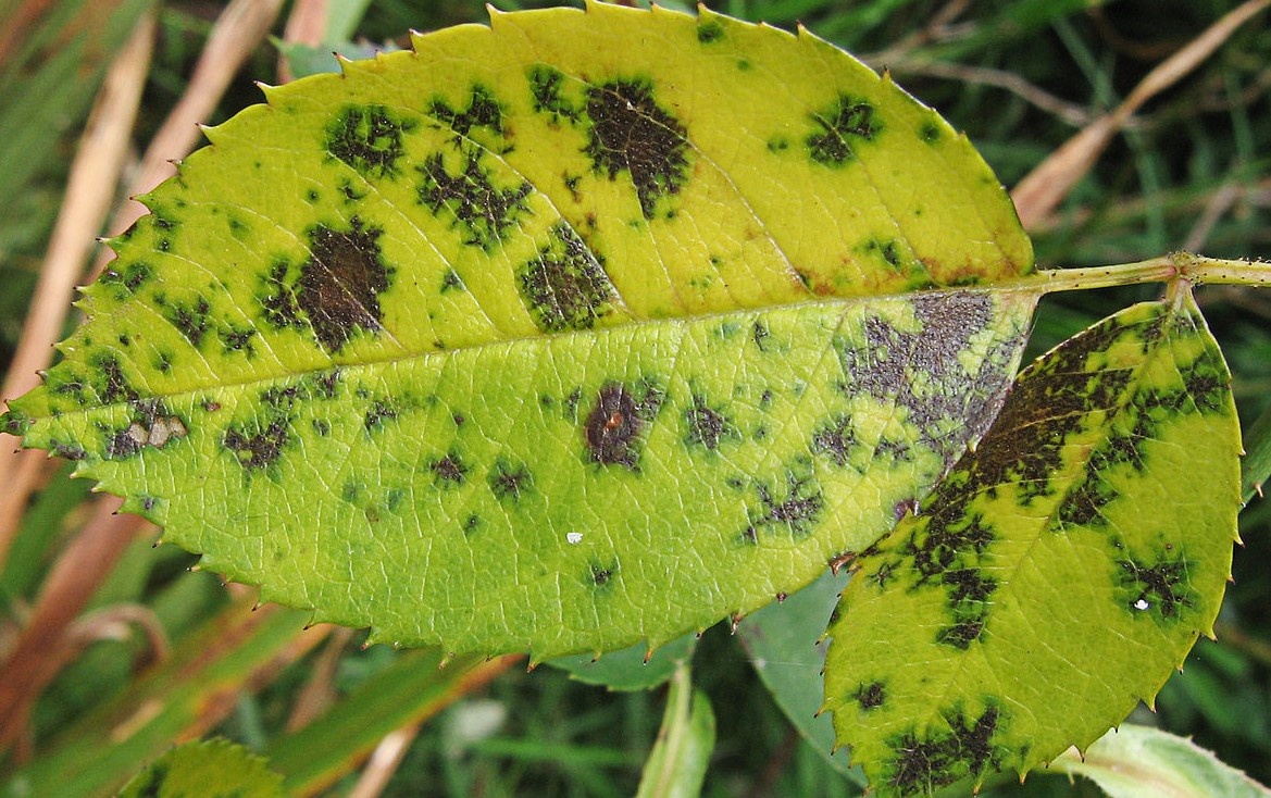 Черные и бурые пятна переходят в некротическую стадию. Лист желтеет и опадает.