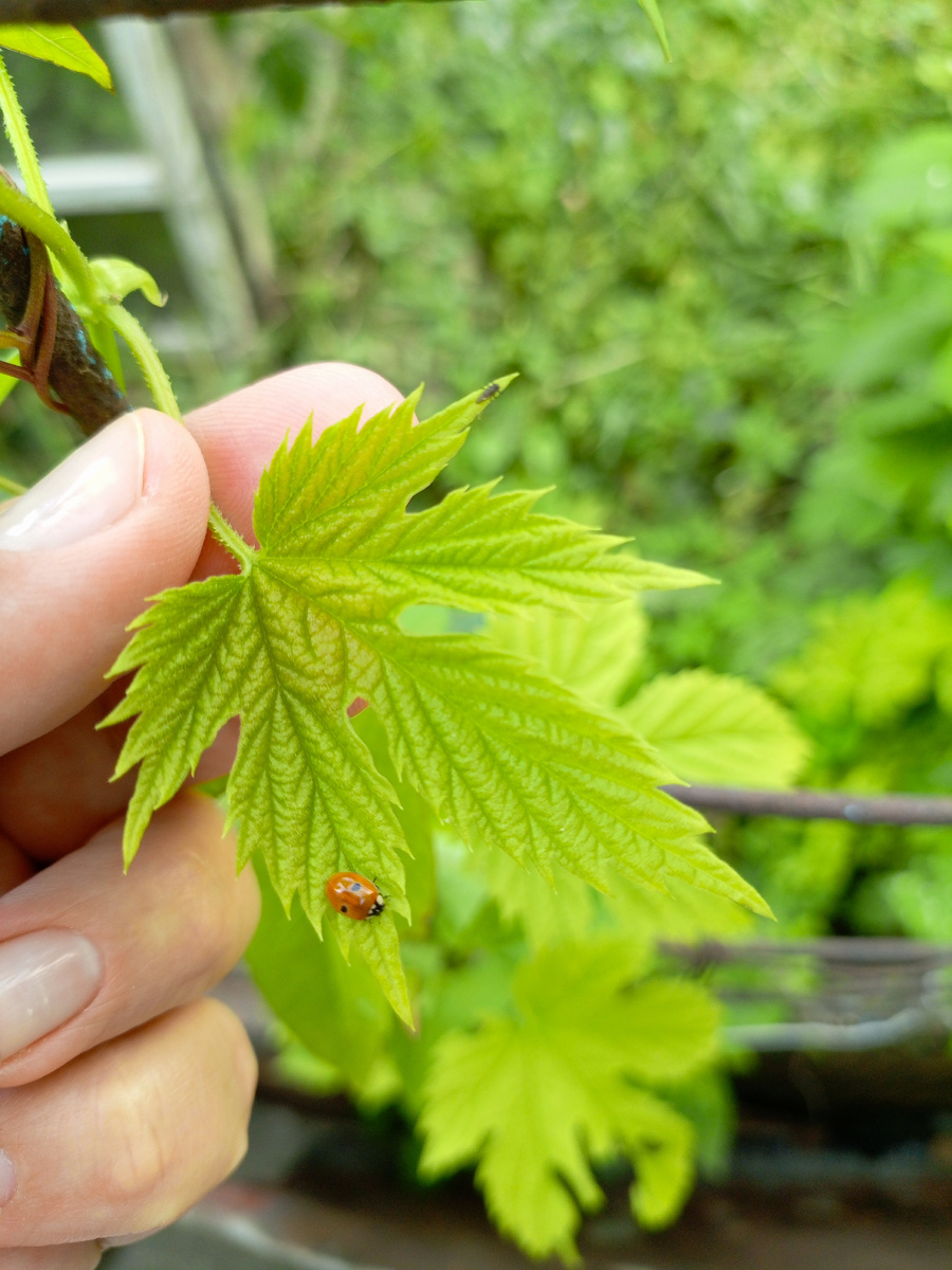 Фото сделано автором 