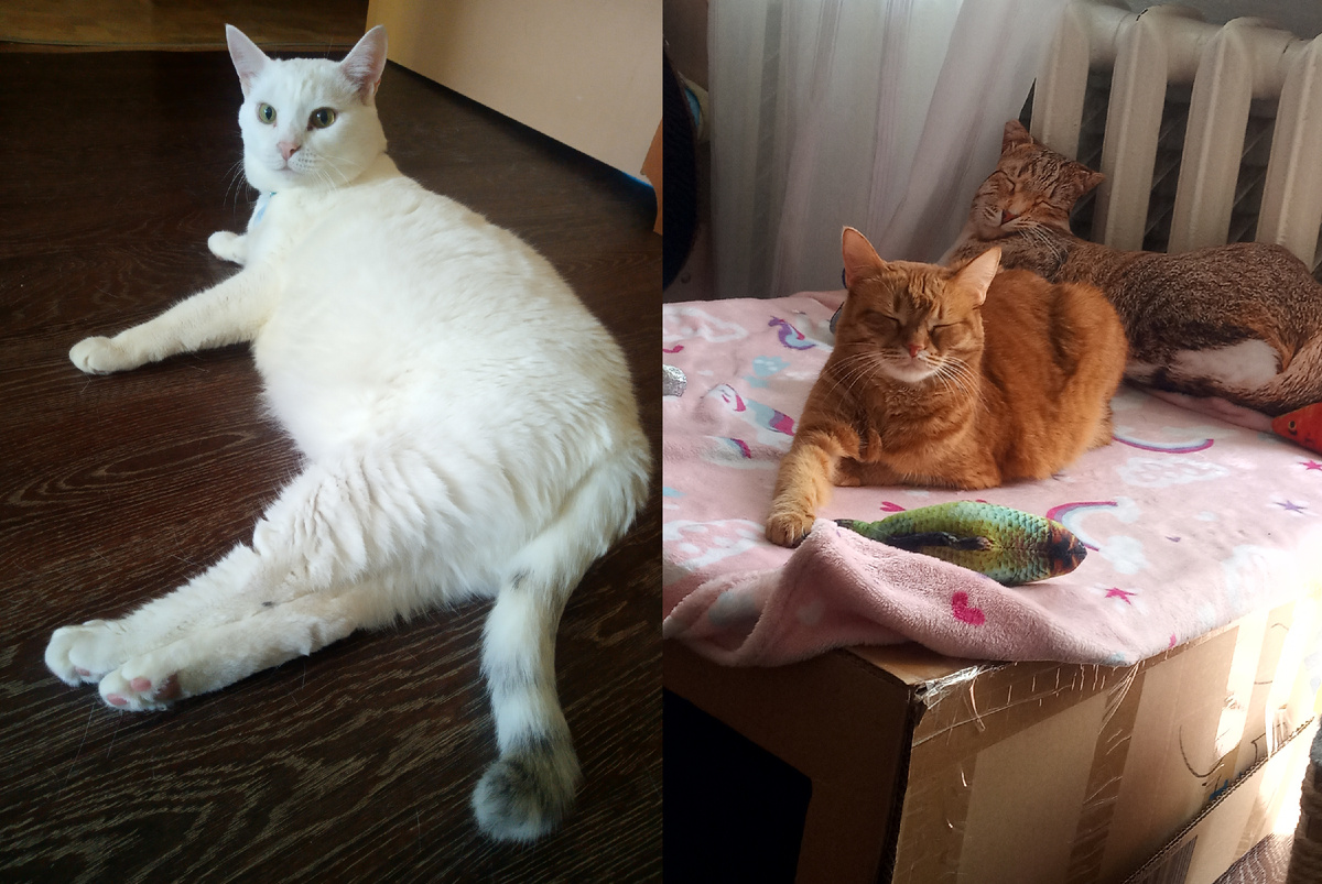 Феликс (он же Фелисентий, он Фелик, он же Фил, он же Филька, он же Беляш, он же Мохнатый Кабанчик) и Алисонька