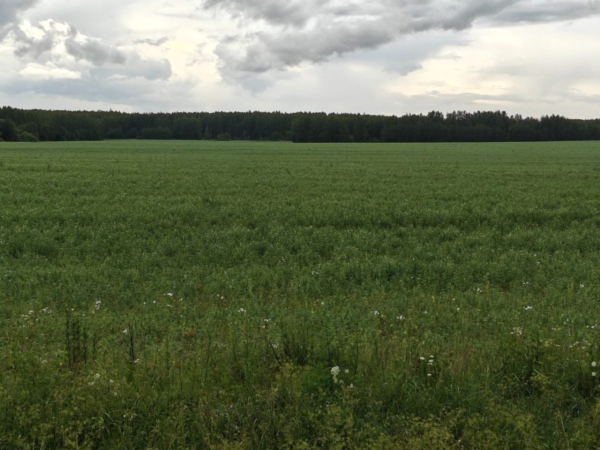    Посевная кампания в Нижегородской области завершена