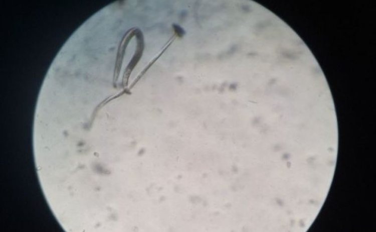    Фото: Филиал Россельхозцентра по Ульяновской области