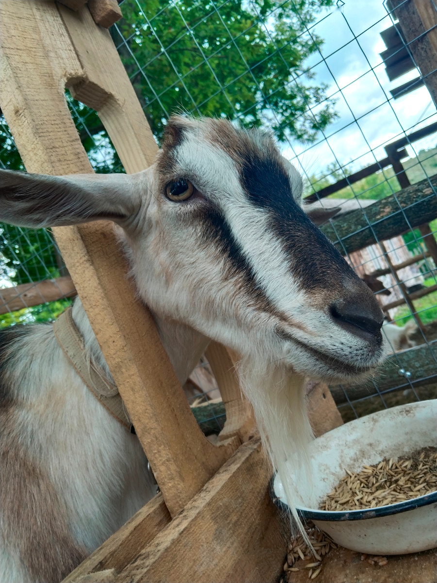 Наша Буся недовольна стрижкой копыт 😁