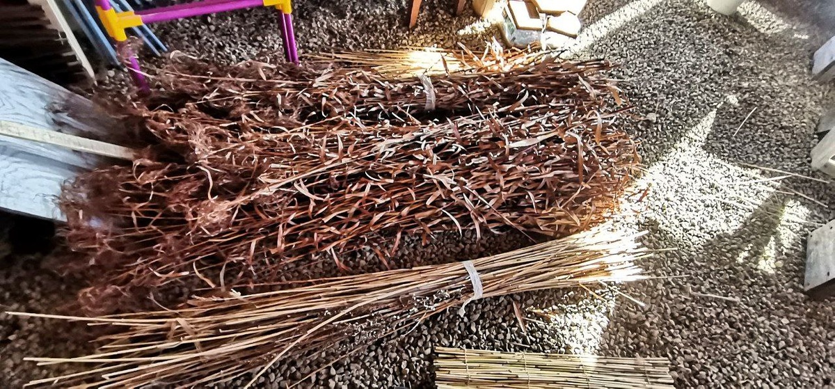 Вязанки лесного камыша с листьями и вязанка тросника