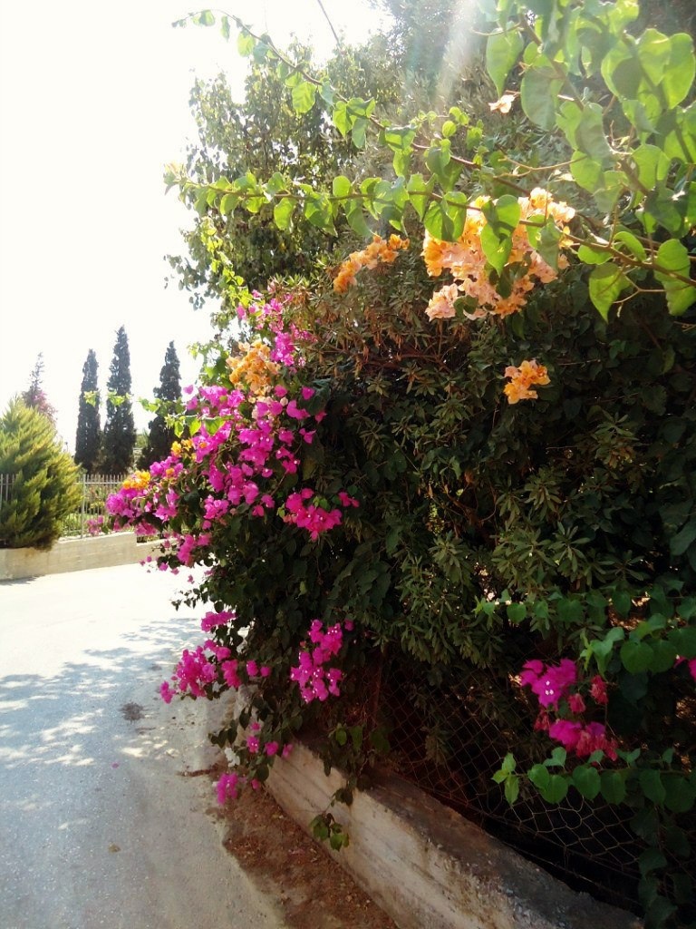 ухоженная улочка посёлка