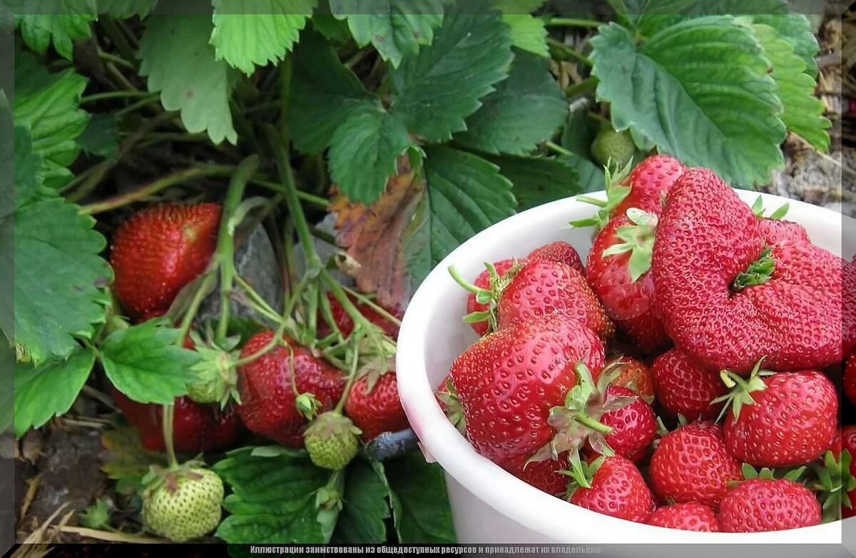 https://vk.com/photo-159774511_457271629. Клубника "Лорд" 