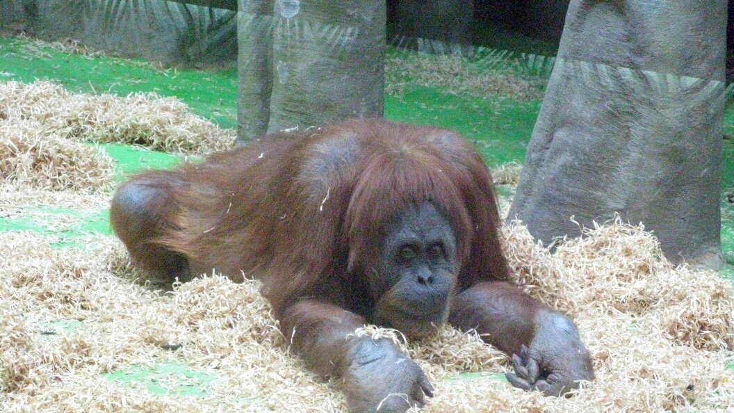    Daniel Felipe Kutepov/Globallookpress