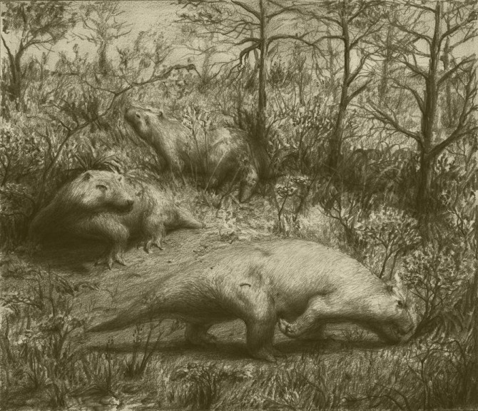 Руберодоны на пастбище.