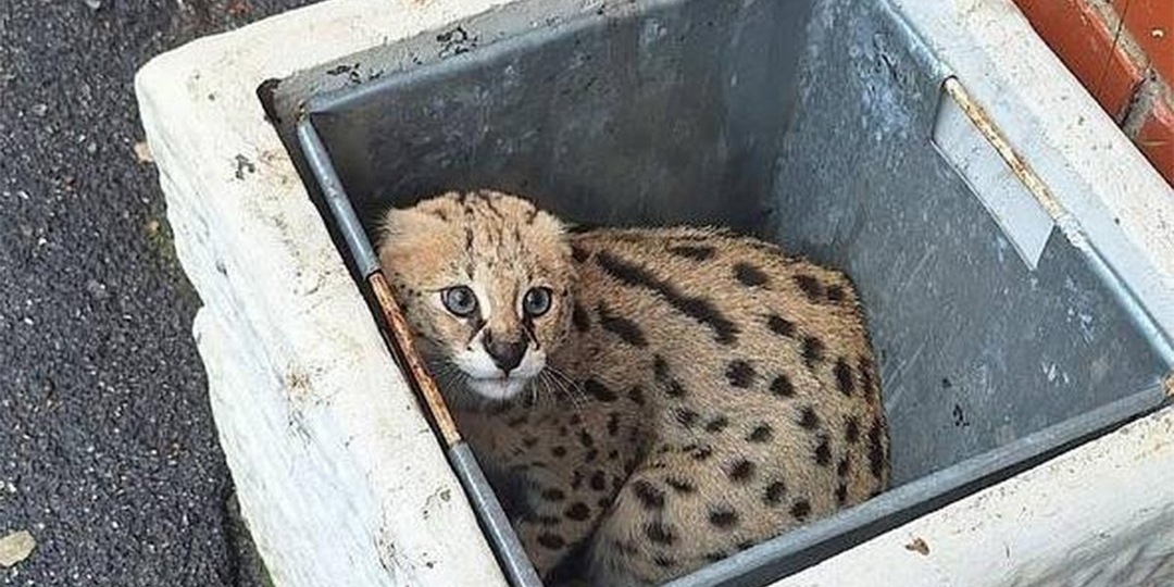 На мусорке в Питере нашли невероятно дорогого кота