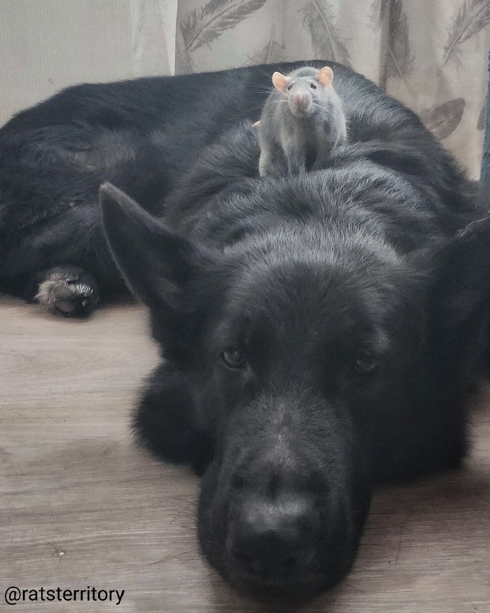 Черная немецкая овчарка и крыска на прогулке