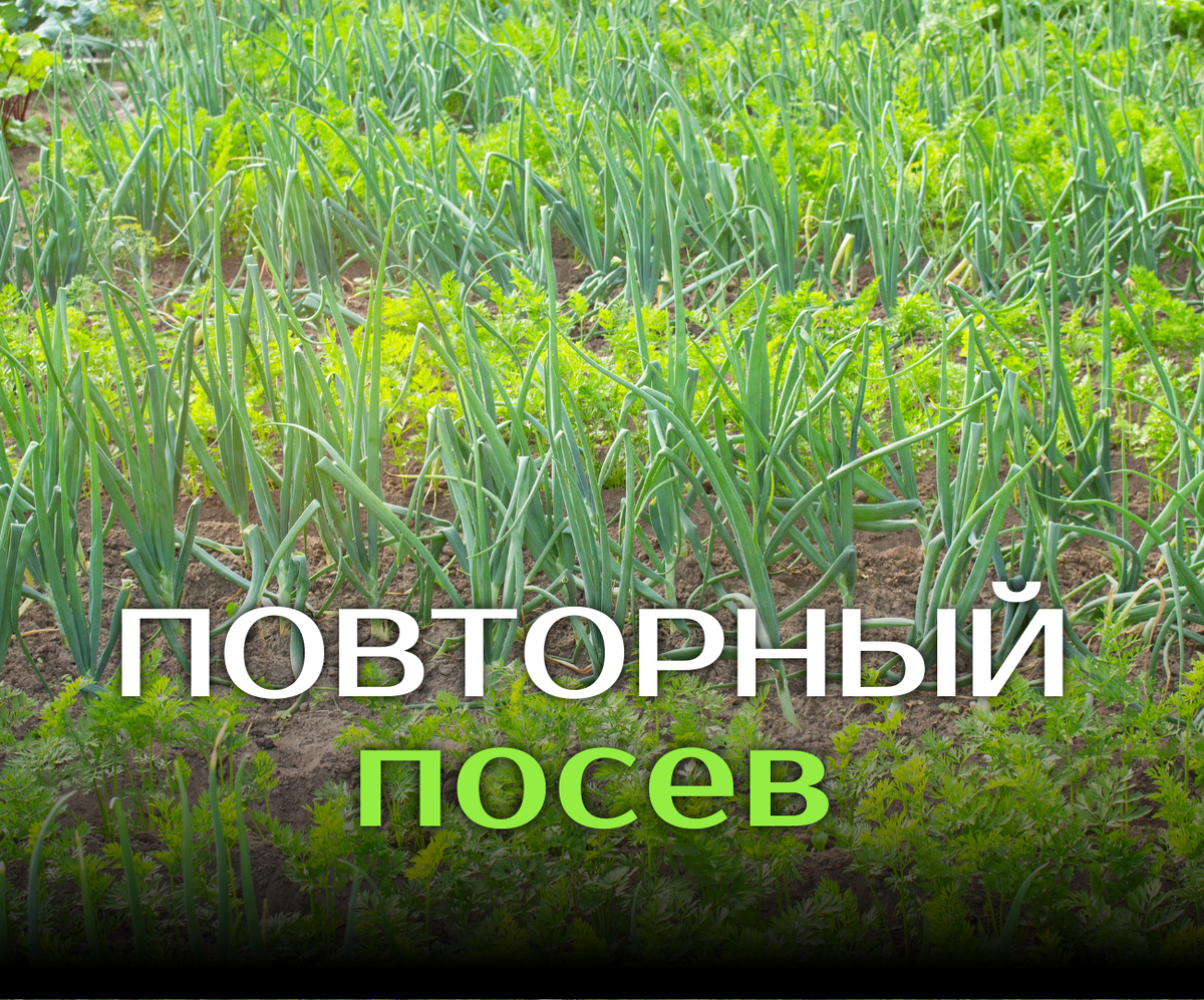 экономные грядки у экономной хозяйки