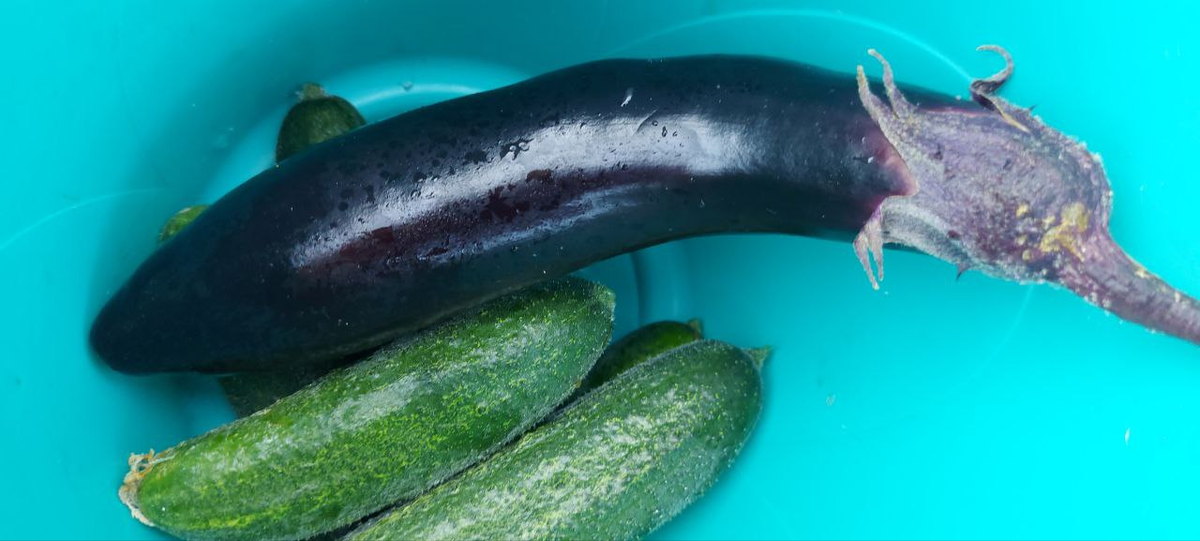 Наш небольшой урожай. Для двоих хватает.