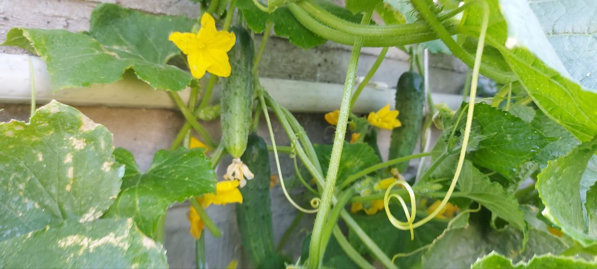 Сорт Феникс.