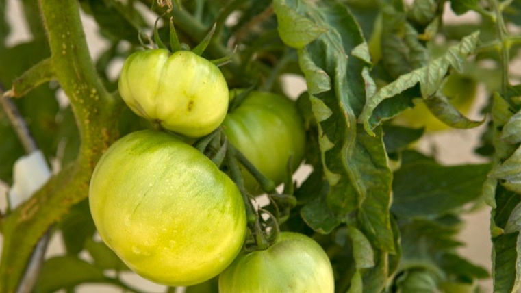 Такими были мои томаты в середине июля - крупные, налитые, но упорно зеленые