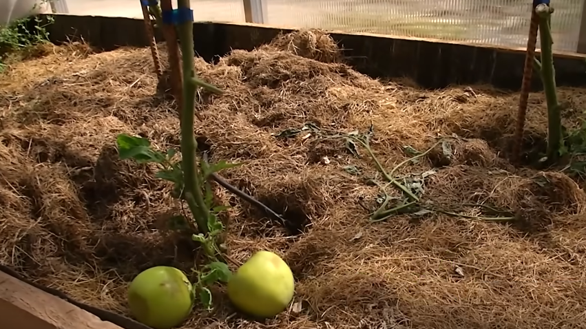 Весь "арсенал" для ускорения созревания - переспелое яблоко и пакет