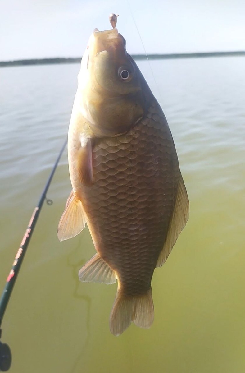 Это я поймала))) Большая!!! Кстати, практически всю рыбу мы отпускаем. И это тоже удовольствие от процесса - рыба цела, мы счастливы))