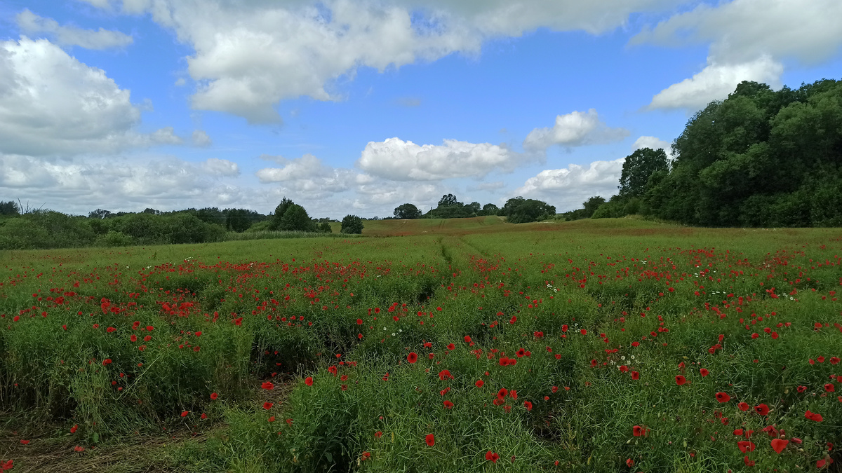 Маковое поле по дороге