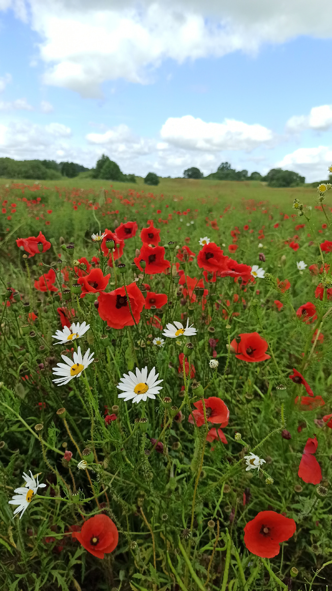 Маковое поле по дороге