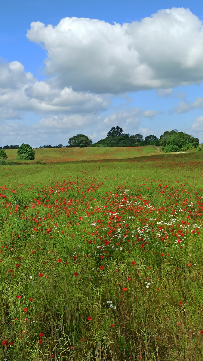 Маковое поле по дороге