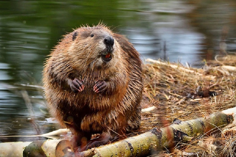 Бобр обыкновенный. Фотография из интернета