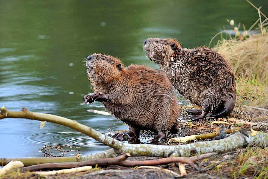 Бобр обыкновенный. Фотография из интернета