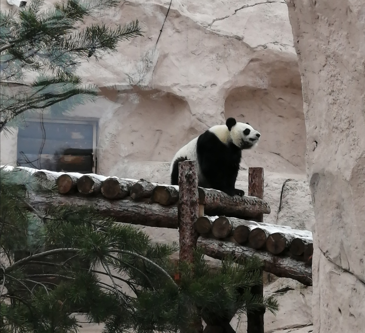 панда в зоопарке