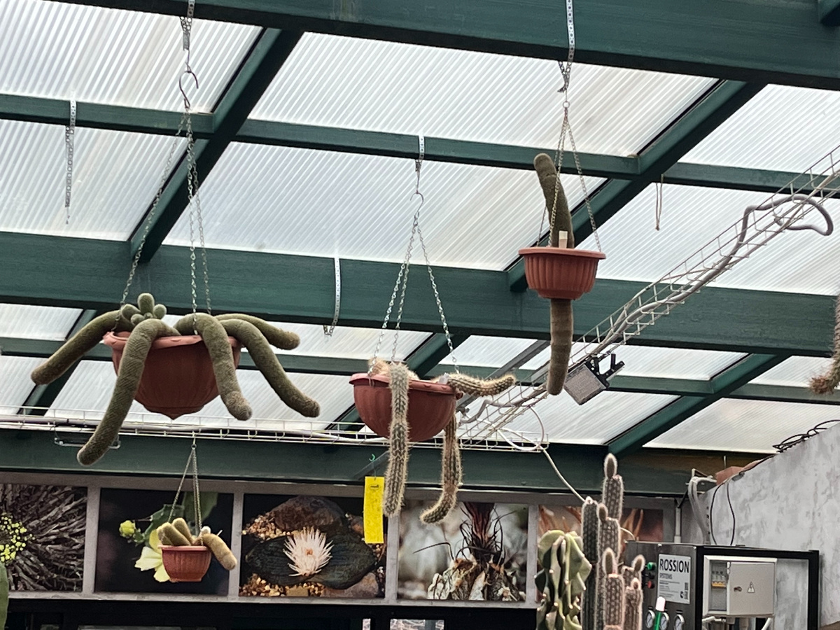 в Аптекарском огороде