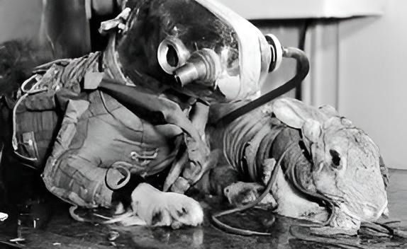 фиксирующий гибс кролика и скафандр собаки