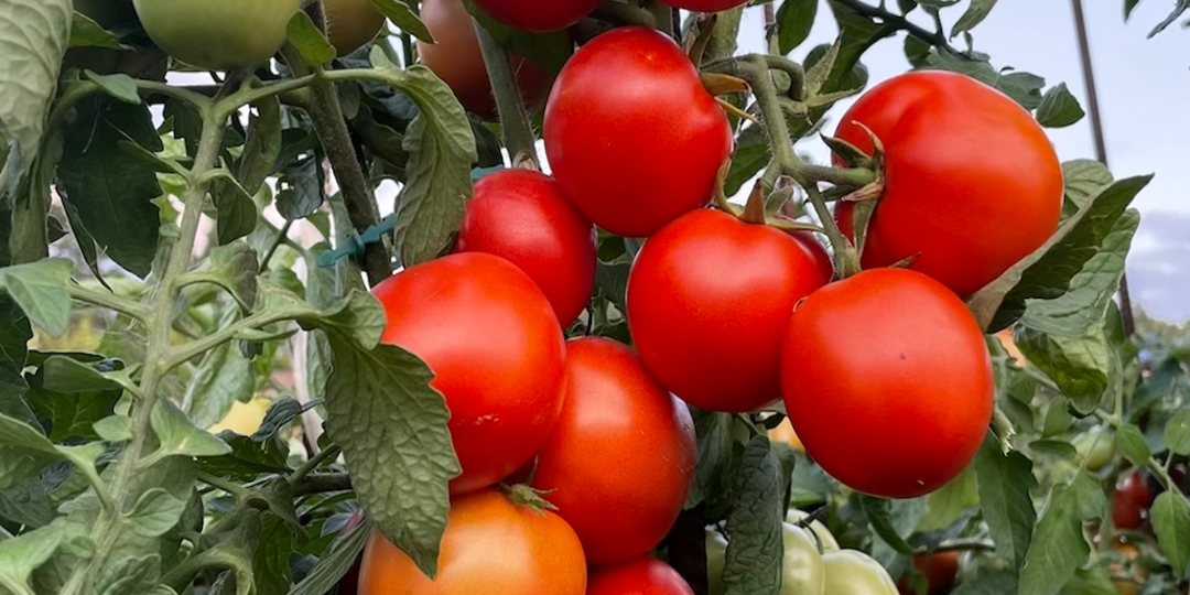 Как часто поливать помидоры.