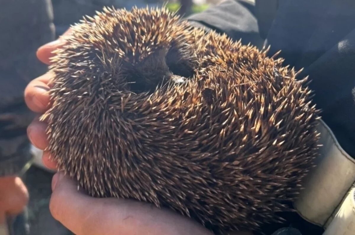    Ежики часто выходят к людям в Пермском крае.